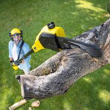 Best Lawn Maintenance Plans  in Salinas, CA