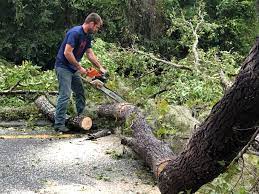 Seasonal Cleanup (Spring/Fall) in Salinas, CA