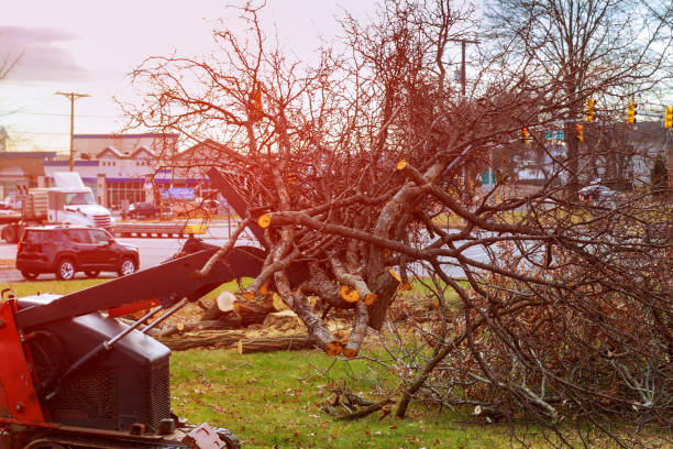 Best Emergency Tree Removal  in Salinas, CA