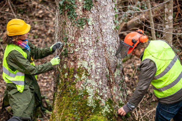 How Our Tree Care Process Works  in  Salinas, CA