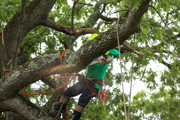 Best Storm Damage Tree Cleanup  in Salinas, CA