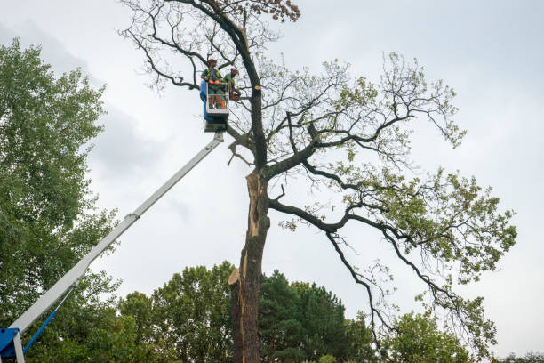 Best Utility Line Clearance  in Salinas, CA