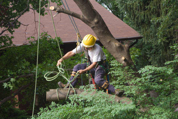 Best Fruit Tree Pruning  in Salinas, CA