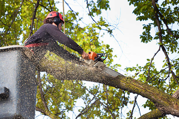 Best Tree Removal  in Salinas, CA