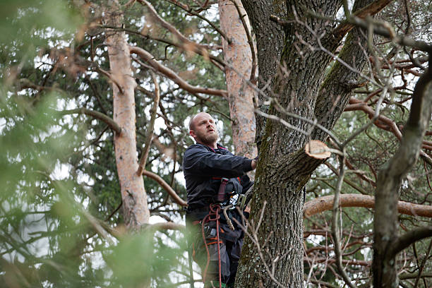 Best Root Management and Removal  in Salinas, CA