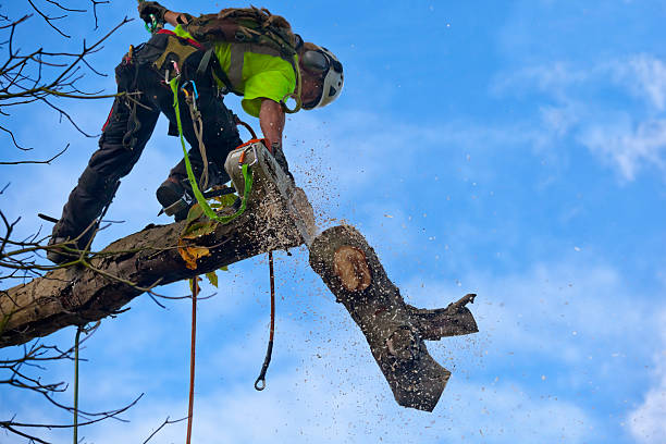 Best Tree Disease Treatment  in Salinas, CA
