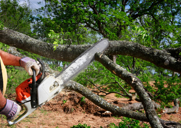 Reliable Salinas, CA Tree Care Solutions