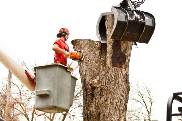 Best Tree Cabling and Bracing  in Salinas, CA